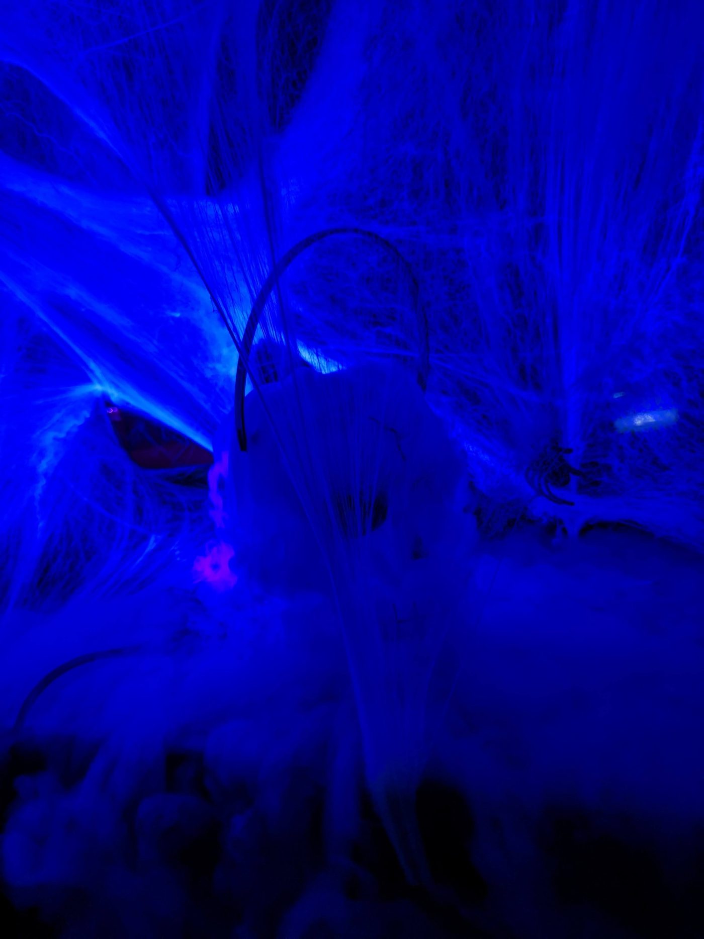 Cobwebs under blue light at School of Fright